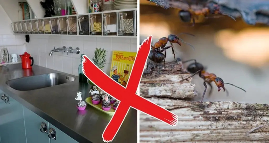 Citronskal mot myrorna? Därför håller det dem borta från växterna!