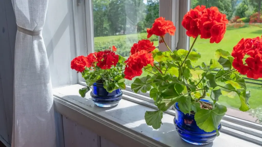 Februari grodd: Nyckeln till en överflödande pelargon sommar
