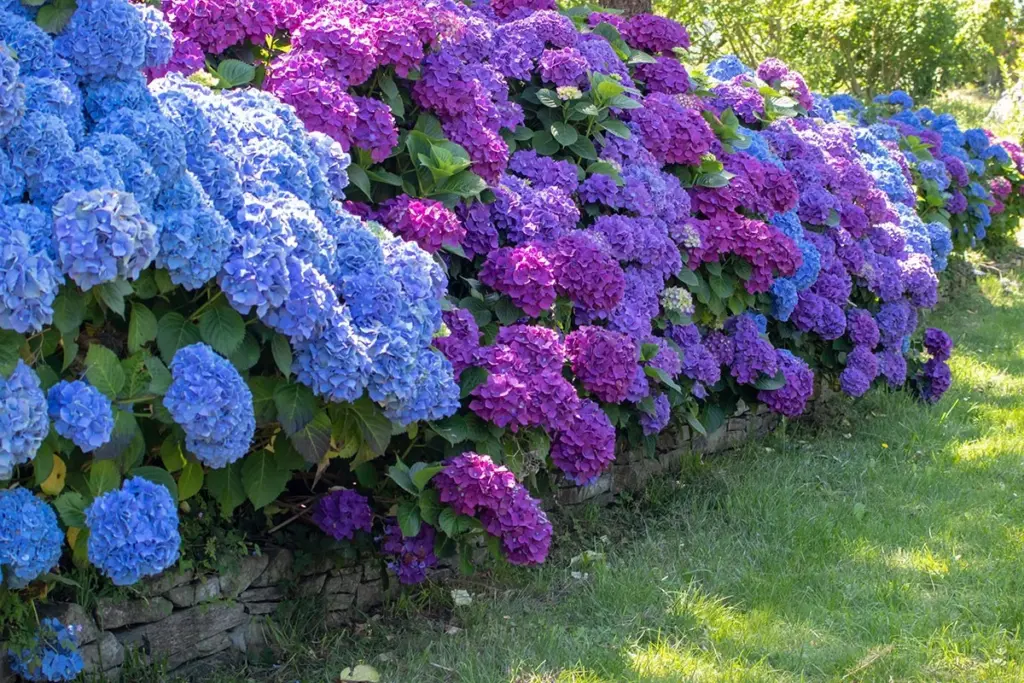 Perfekt tid för din hortensia: Ett enkelt steg som ger otroliga blommor
