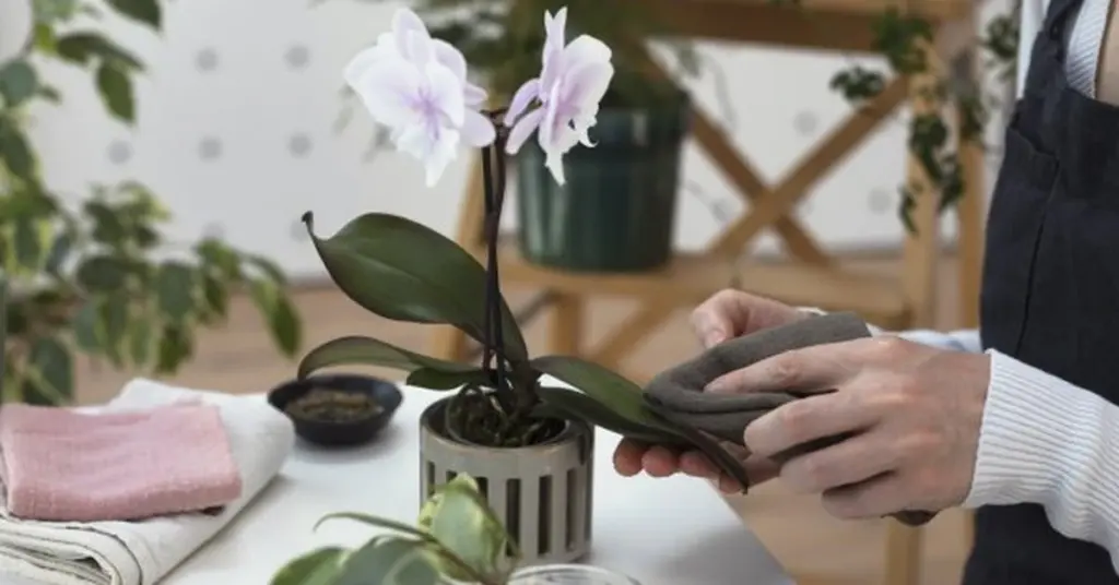 Så här planterar du om din orkidé – experttipsen du behöver