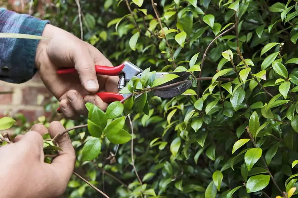 Varför dina jasminer blommar sämre – och den enkla lösningen för frodiga blommor